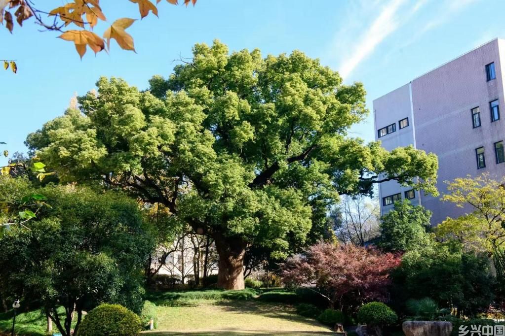 在有一棵大树的学校，读懂教育的力量(图1)