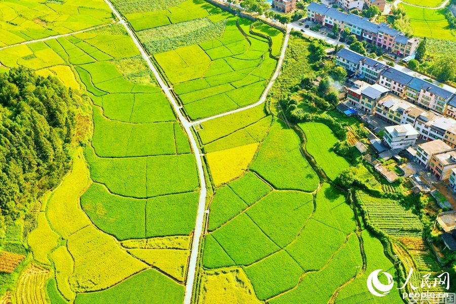 河龙贡米与河龙乡其他农作物共处同一梯田，均由当地农户种植，促进农户增收。人民网 李唯一摄