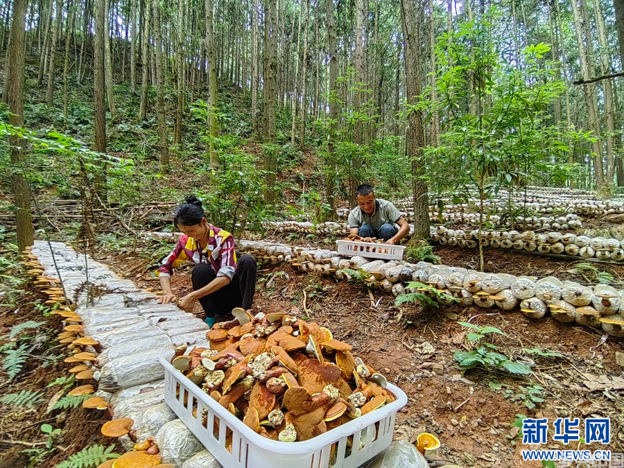江西广昌：樟树灵芝迎丰收(图2)