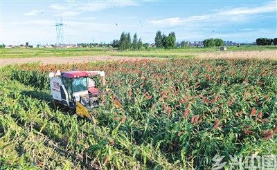 9月2日,山东省东营市东营区辛店街道哨头村村民在盐碱地里收获高粱。 刘智峰摄(人民视觉)
