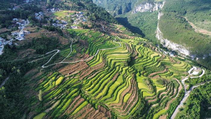 贵州开阳县:谷穗飘香迎丰收(图1)