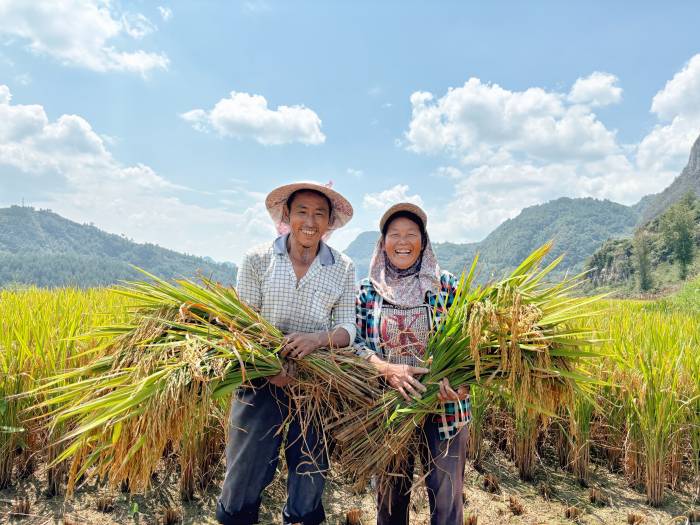贵州开阳县:谷穗飘香迎丰收(图2)