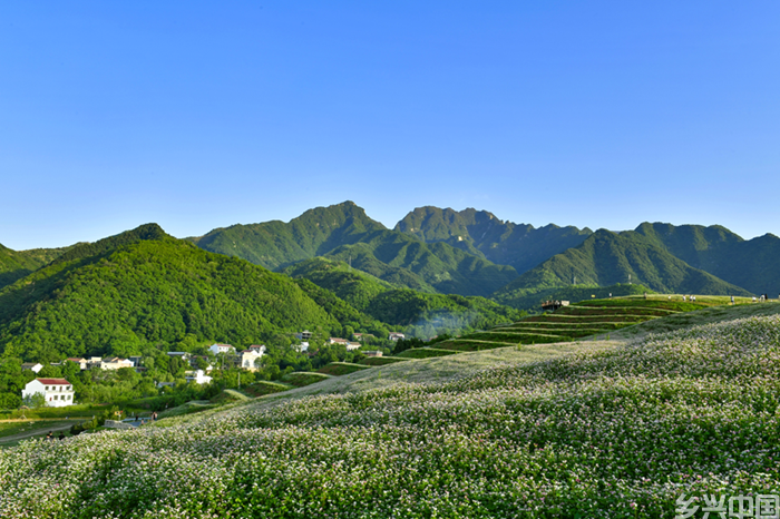 修复变“造富”  一颗荞麦里的生态账(图5)