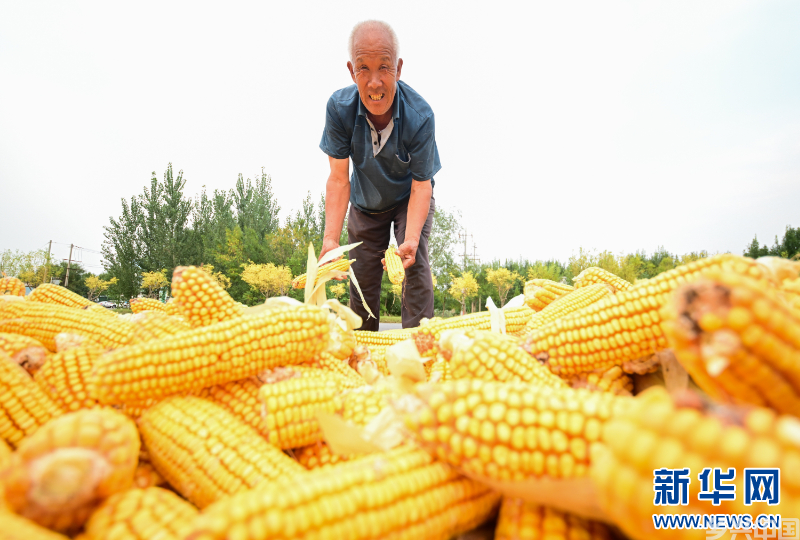 山东滨州：玉米归仓农事忙(图3)