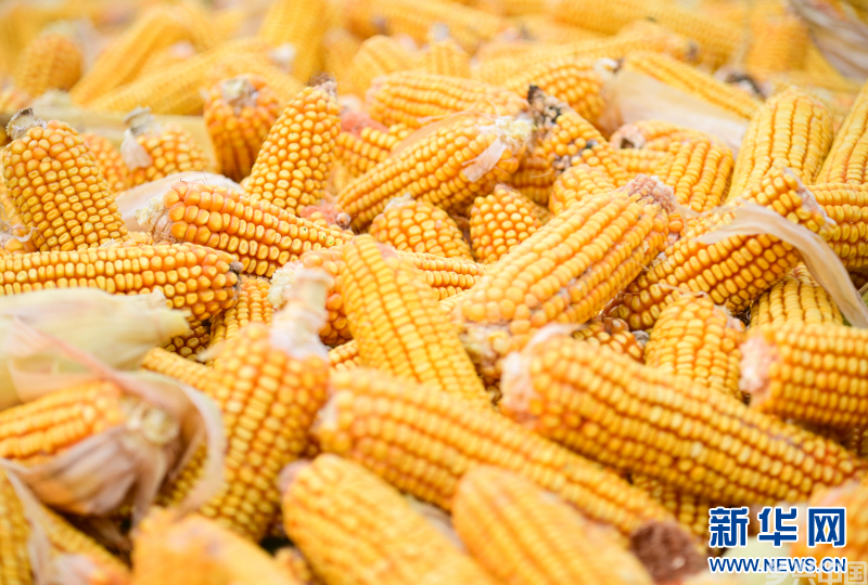 山东滨州：玉米归仓农事忙(图4)