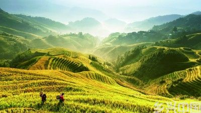 广西龙胜：金秋梯田谷满仓