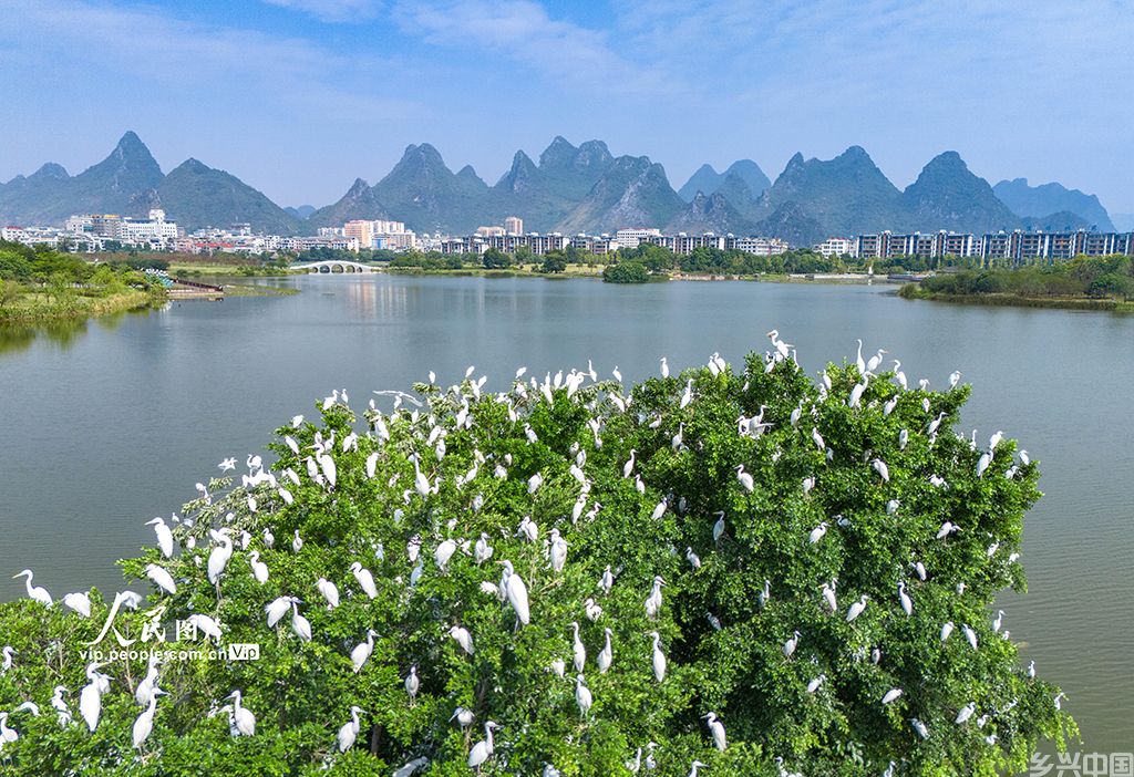 广西贺州：白鹭栖息爱莲湖【4】