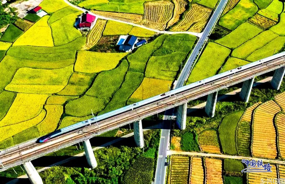 金灿灿黄澄澄！看复兴号穿越秋日稻田(图22)