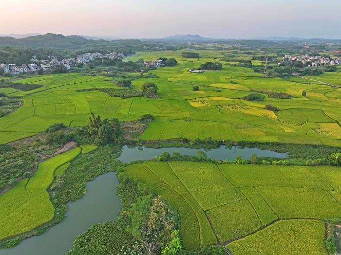 丰收在望田园美(图1)