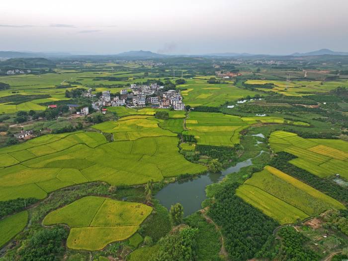 丰收在望田园美(图2)