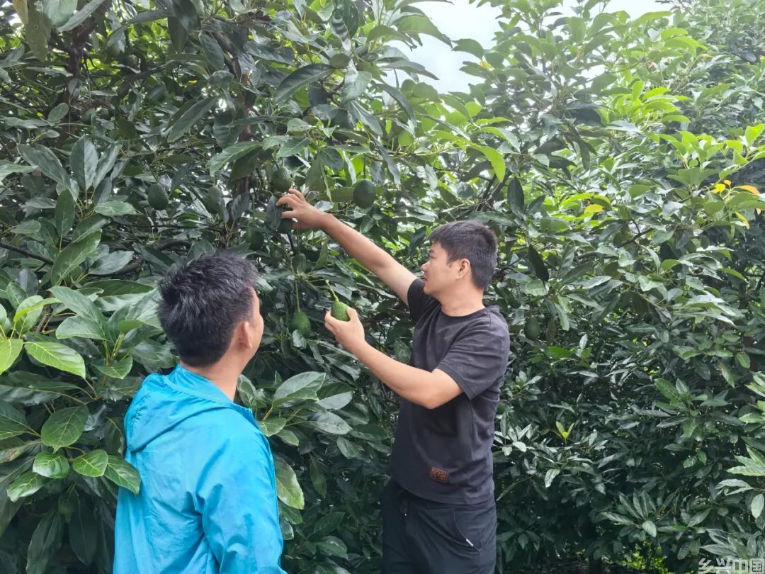 牛油果：从“洋水果”到“土特产”(图3)