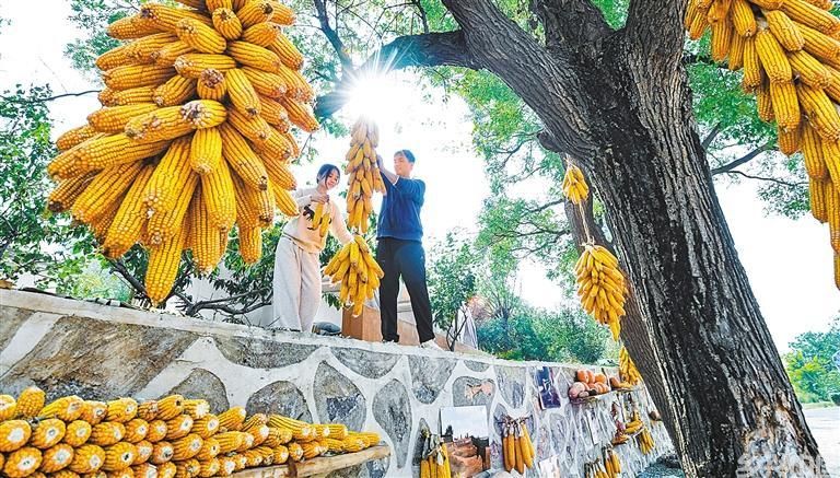 金色满囤(图3)