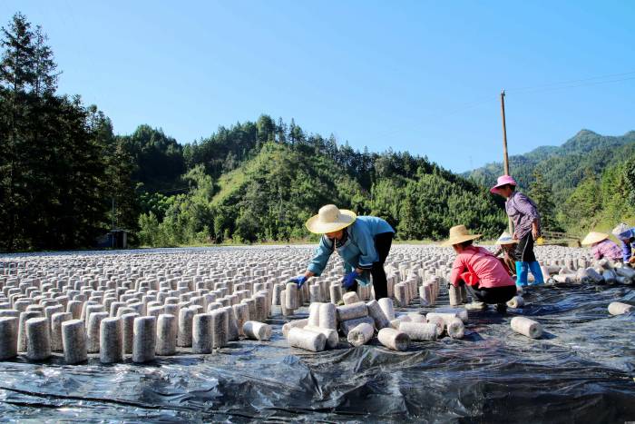 贵州榕江：小菌包种出新“钱”景(图2)