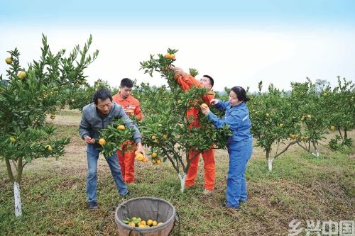柑橘产业结出“致富果”(图1)