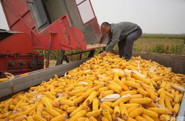 “齐鲁粮仓”丰收有方(图10)