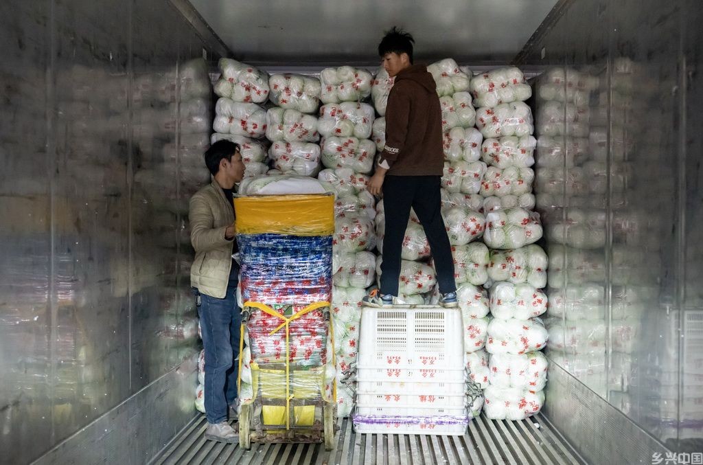 12月1日，工作人员在通海县杨广智慧农业小镇一家企业内将蔬菜码放在中铁特货冷链集装箱内。
