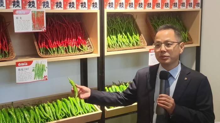 湖南省长沙县：实验室如何长出辣椒新品种？(图2)