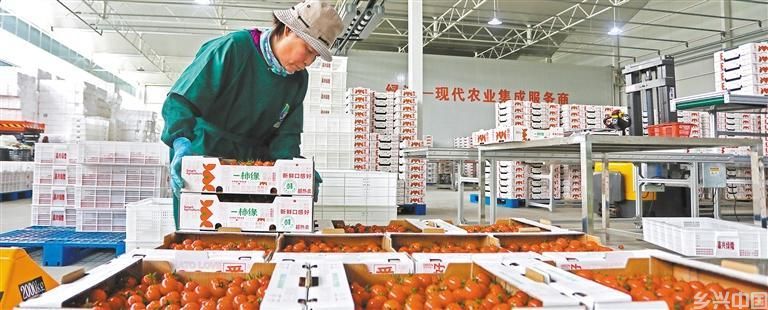 硕果飘香(图2)
