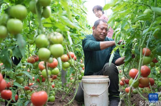 山东定陶：冬日大棚蔬菜生产忙(图1)