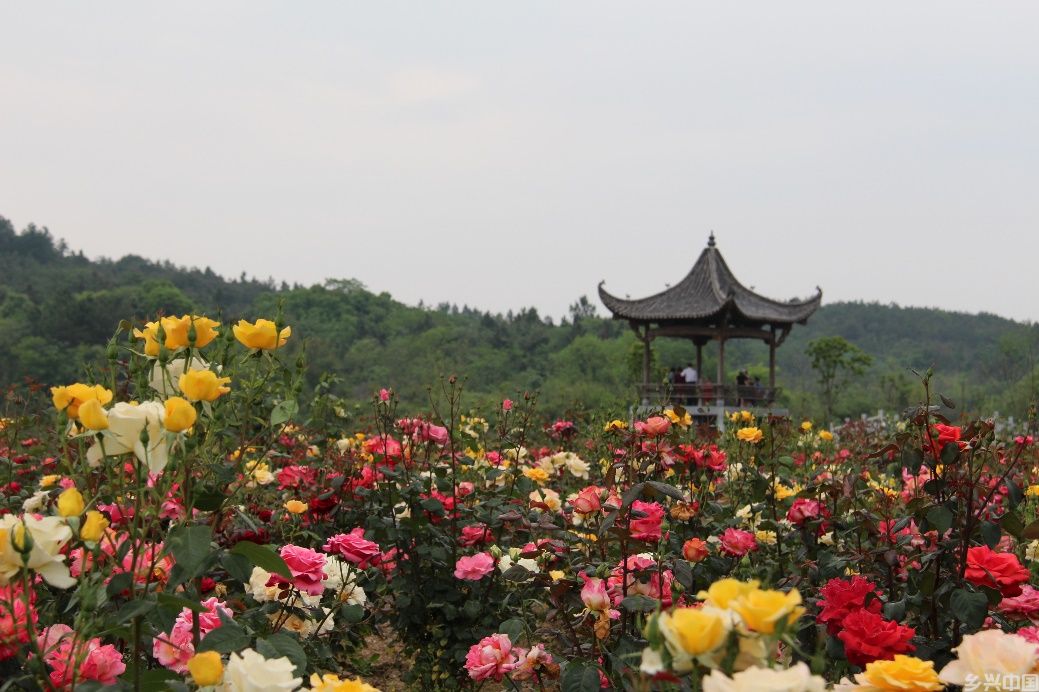 江南古村焕新向未来(图3)