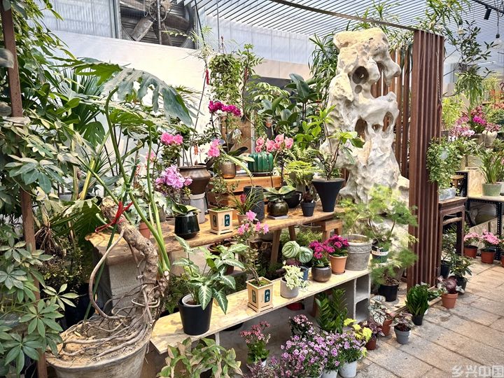 年宵花“受宠”(图2)
