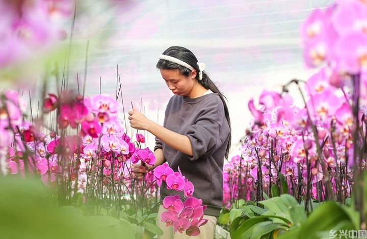 年宵花“受宠”(图9)