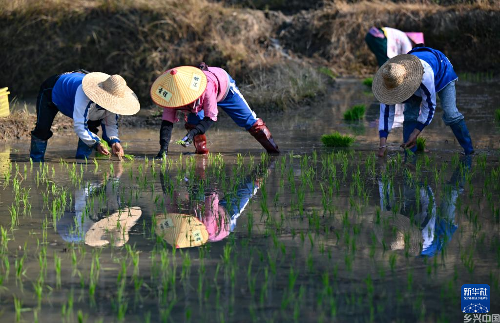 海南五指山：春耕正当时(图4)