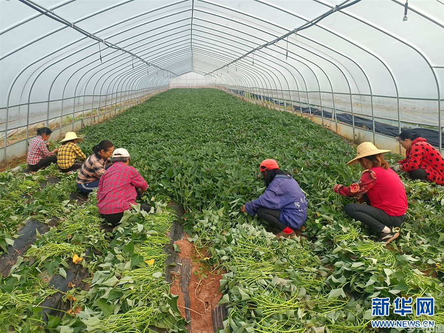 湖北当阳：科技赋能 乡村崛起富民产业(图3)