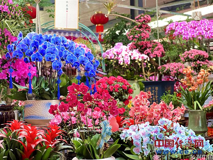 花卉市场年味浓 年宵花经济火出圈(图2)