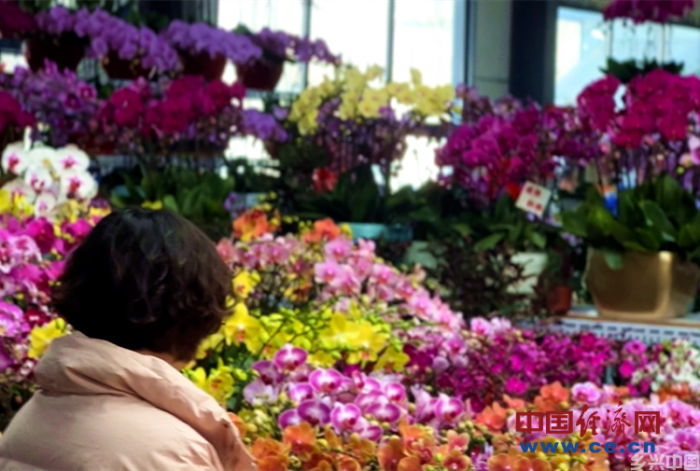 花卉市场年味浓 年宵花经济火出圈(图3)