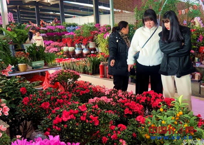 花卉市场年味浓 年宵花经济火出圈(图5)