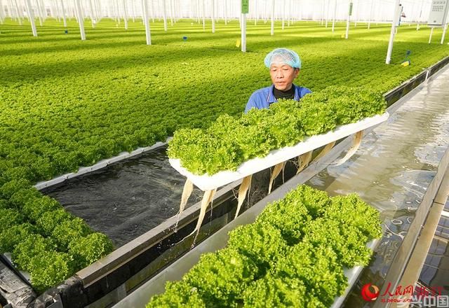 智慧农业保障“菜篮子”供应(图2)