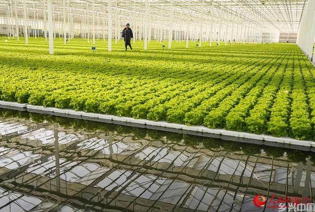智慧农业保障“菜篮子”供应(图4)