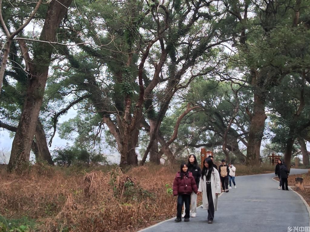 新春走基层丨这个江南水乡，古树都戴上了“身份证”(图1)