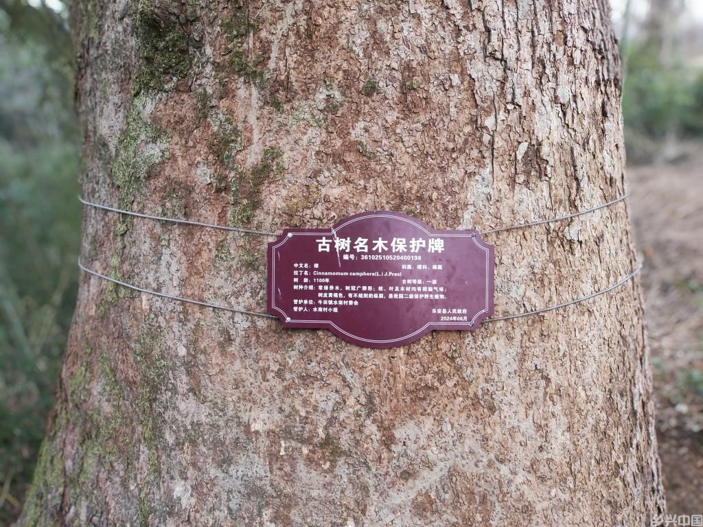 新春走基层丨这个江南水乡，古树都戴上了“身份证”(图4)