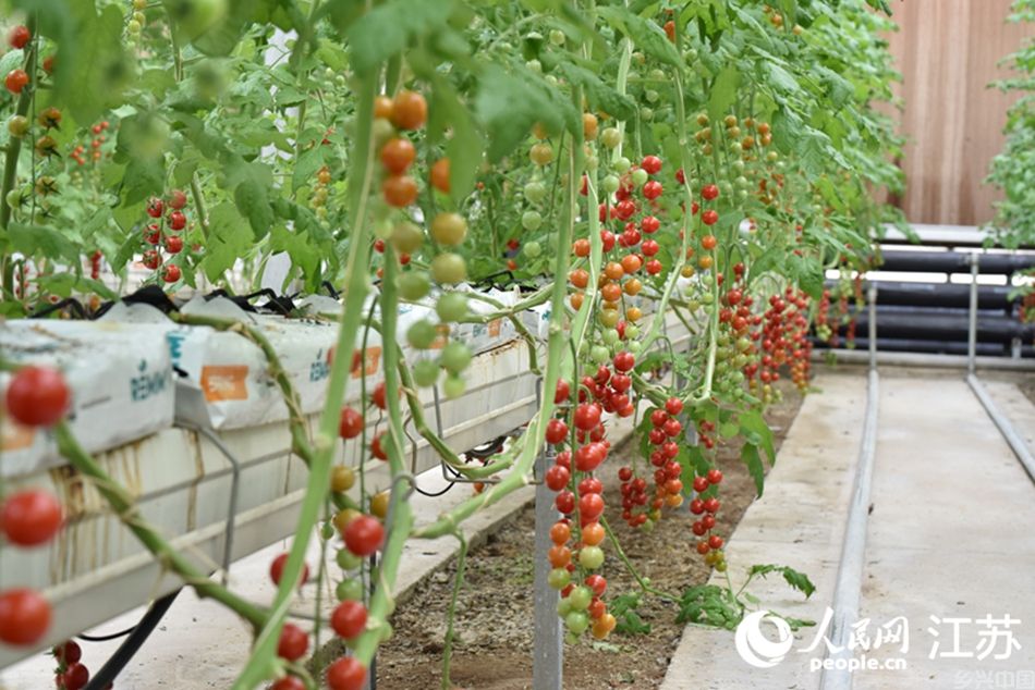 云台农场里种植的“空中番茄”。人民网 张瀚天摄