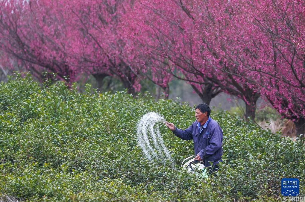 惊蛰时节 田园劳作(图3)