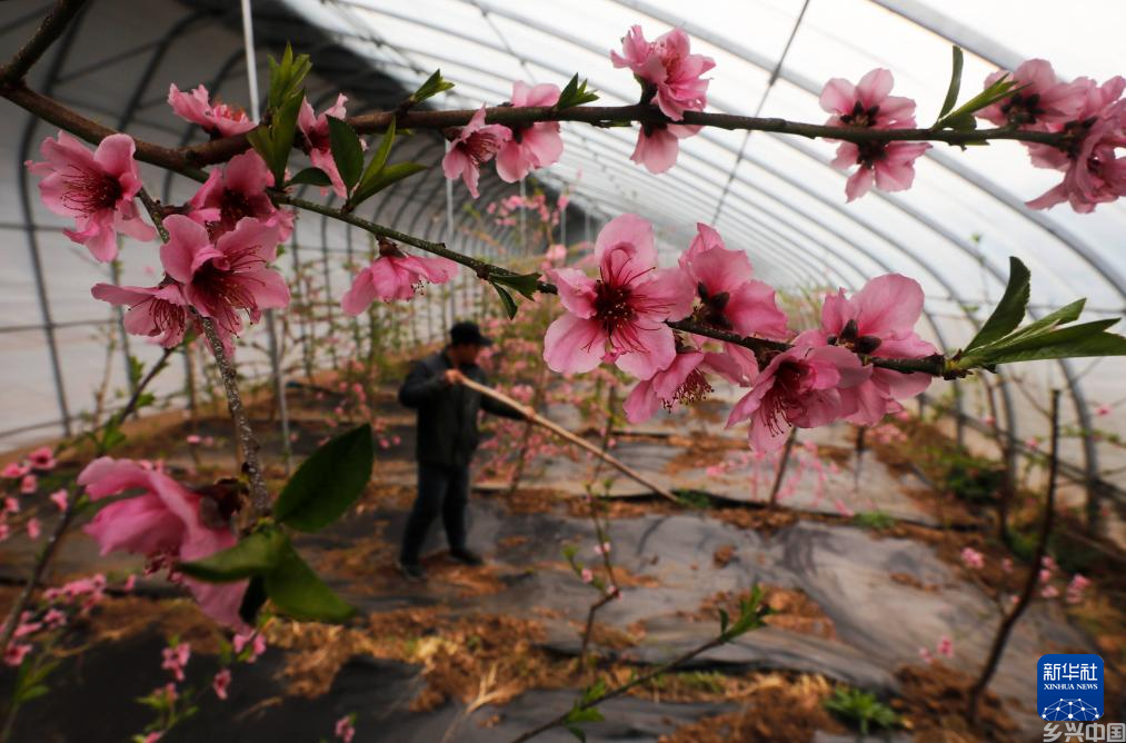 惊蛰时节 田园劳作(图7)