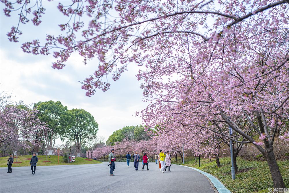 第十五届上海樱花节即将开幕(图1)