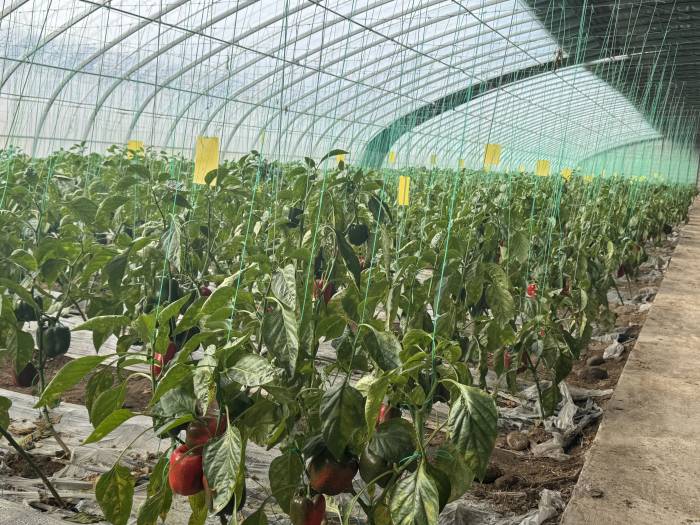 设施农业如何向戈壁沙漠要食物？(图5)