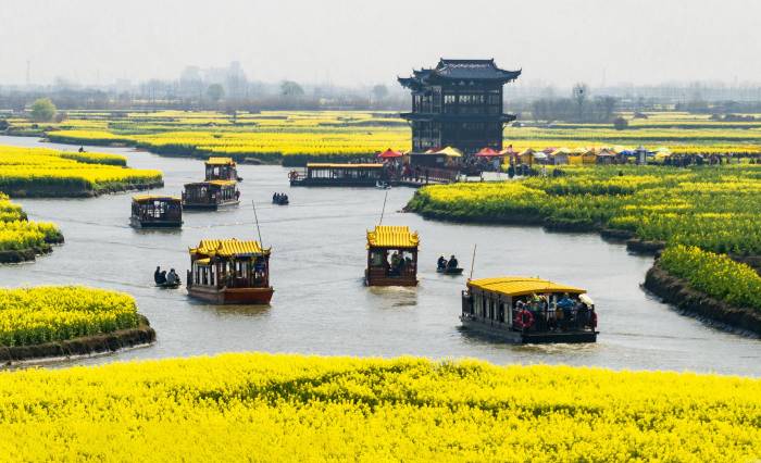江苏兴化：千垛菜花次第开(图2)