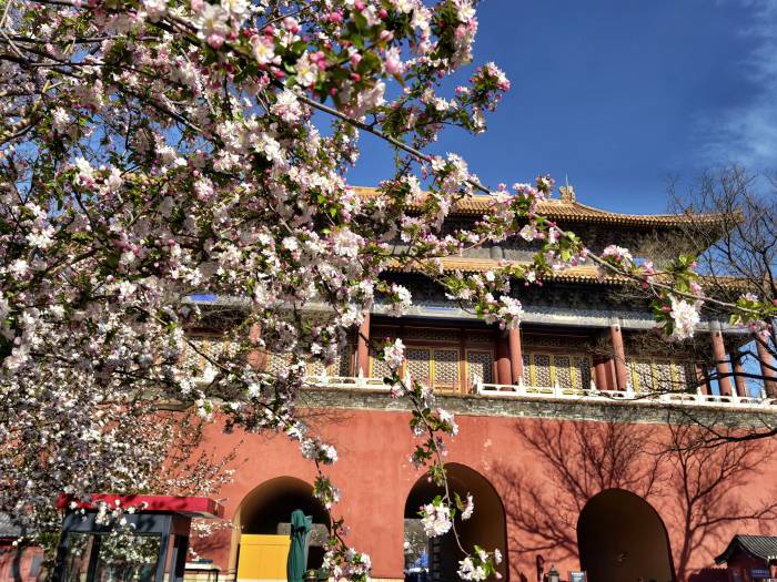 故宫花似锦(图2)