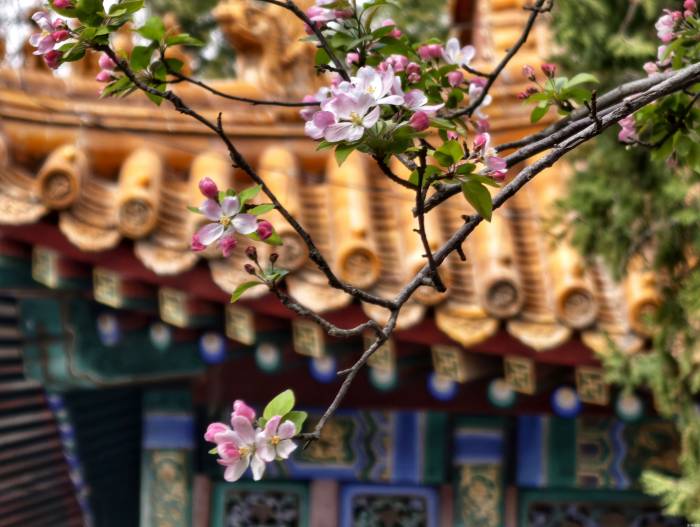 故宫花似锦(图3)