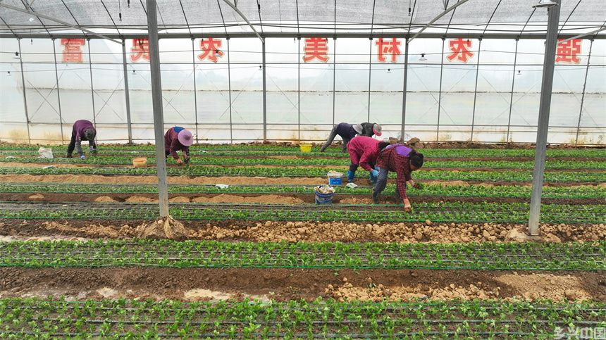 村民正在栽种菊苗。刘可摄