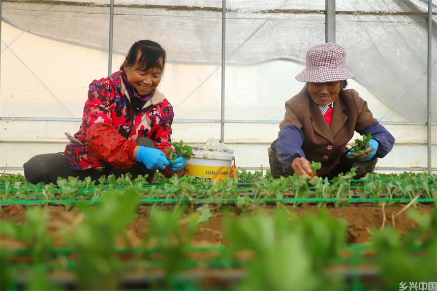 村民正在栽种菊苗。刘可摄