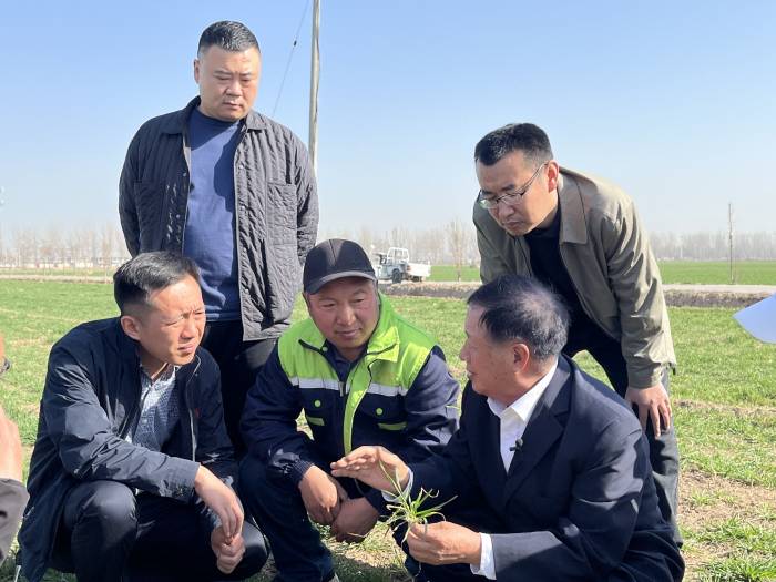 夏粮过春关 ——冀鲁豫皖陕五省部分小麦主产县春管探行(图2)