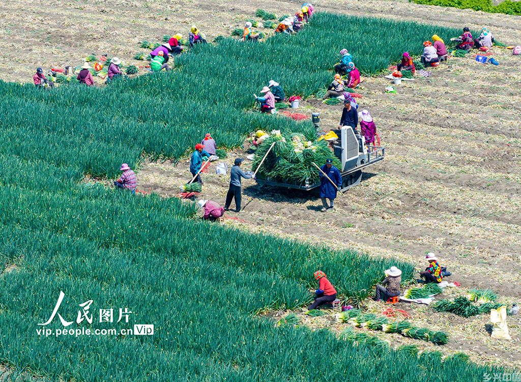2025年4月6日，村民在江苏省高邮市甘垛镇横泾社区一家庭农场香葱种植基地收获香葱。贺敬华摄（人民图片网）