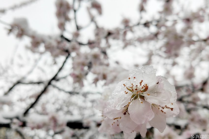 雨雪中的“春花”。人民网记者 李成伟摄