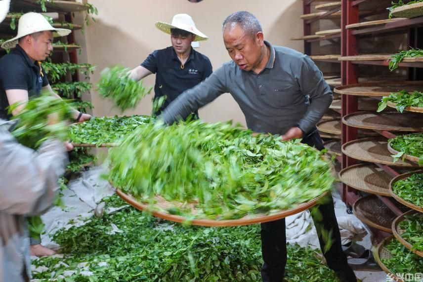  早芽种武夷岩茶开采(图5)