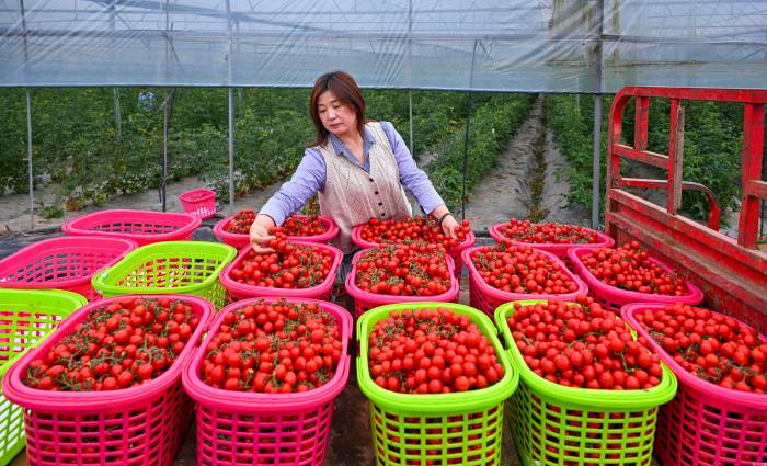 大棚番茄助农增收(图3)